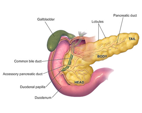 Gallstones are hardened deposits of bile that can form in your gallbladder. 
